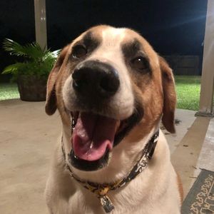 Meet your Posher, Robby